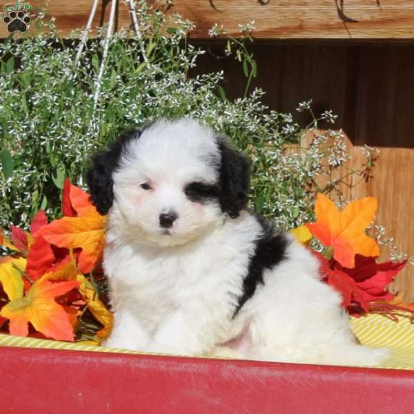 Rodger, Maltipoo Puppy